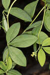 Apalachicola wild indigo